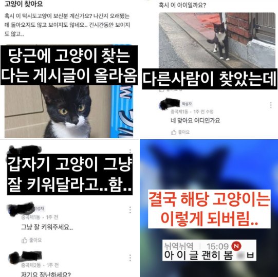 20240728214843.png?resize=1200,630 - 지금 난리난 당근마켓 유기묘 사건 ㅎㄷㄷ..