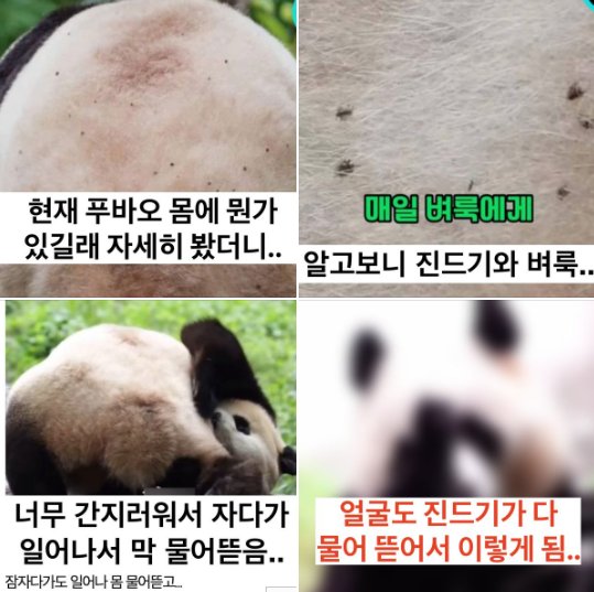 20240730234709.png?resize=1200,630 - 현재 온몸에 벼룩,진드기 뒤집힌 푸바오 근황 ..