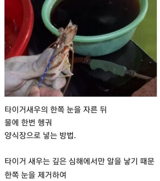 449218110 1009325820846289 3160468306717159399 n.jpg?resize=1200,630 - 외눈ㅂ이들의 세상 ㄷㄷㄷ