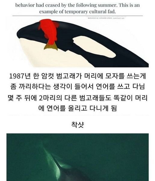 452444023 503486828859153 1245471430888980950 n.jpg?resize=1200,630 - 범고래들 유행했던 패션 아이템 ㅋㅋㅋ