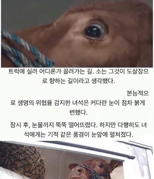 453166547 508348181706351 8593718267270890396 n.jpg?resize=1200,630 - 도살장 끌려가는거라고 착각한 소.......