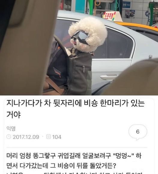 6.jpg?resize=412,232 - 지나가다가 차 뒷자리에 비숑 한마리가 있는거야