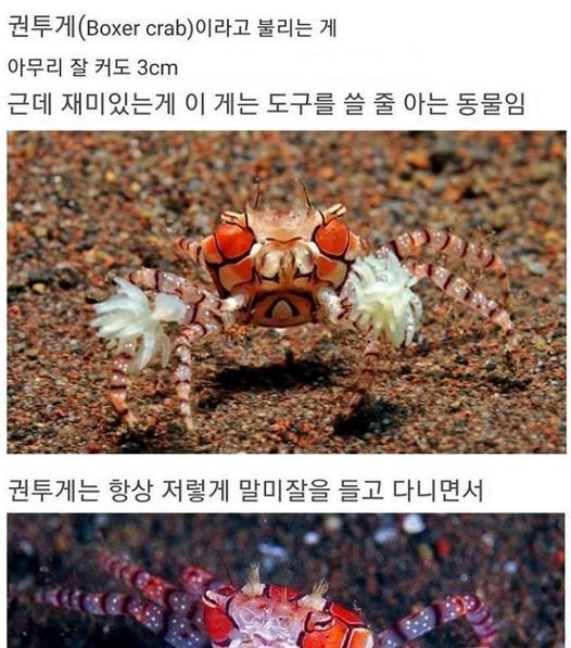 456681525 522823663592136 6059199447647103870 n.jpg?resize=412,275 - 템빨을 아는 동물ㄷㄷ