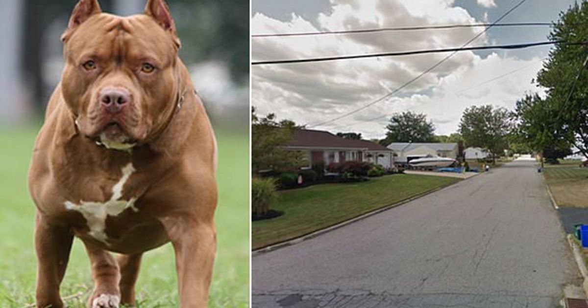 copy of articles thumbnail 1200 x 630 11 12.jpg?resize=1200,630 - Ohio Boy, 6, Savaged by Pit Bull After Mom 'Cuffed Hands and Feet As Punishment'