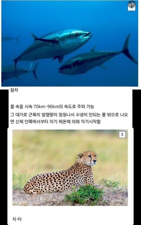 3.png?resize=1200,630 - 동물들의 엄청난 능력과 그에 따른 대가 