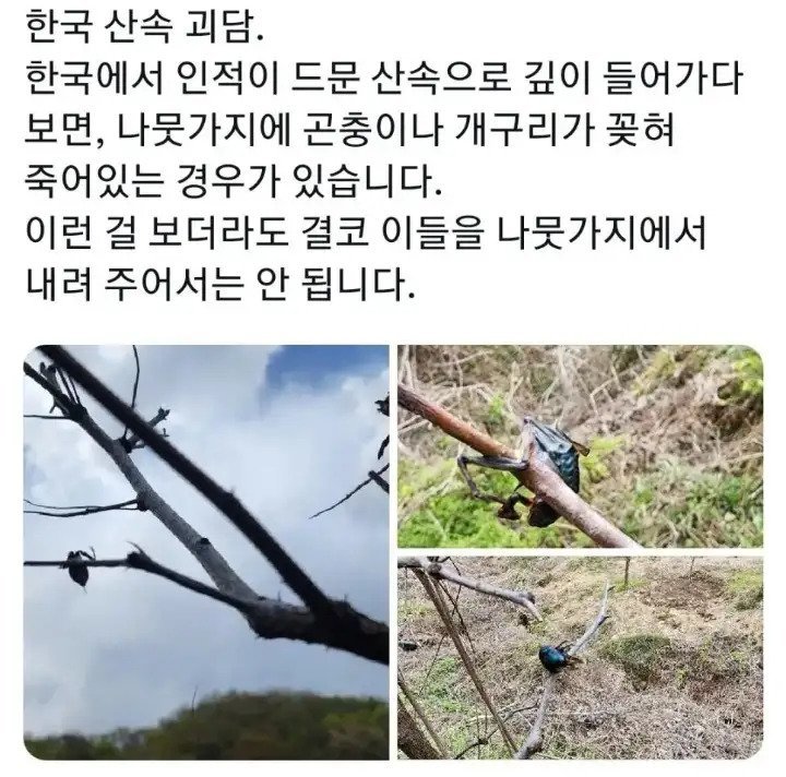 12.webp.ren.jpg 오싹오싹 한국 산속 괴담