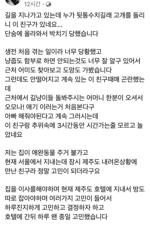 혼자 여행 갔는데 갑자기 어깨에 고양이 올라온 사람 썰.txt | 인스티즈