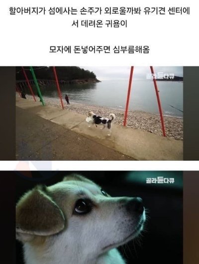 20241005041538.png?resize=412,275 - 선유도에 있는 ㅊ격적인 천재견ㄷㄷ 