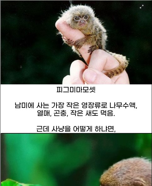 8 42.png?resize=1200,630 - 세계에서 가장 작은 원숭이의 시냥법