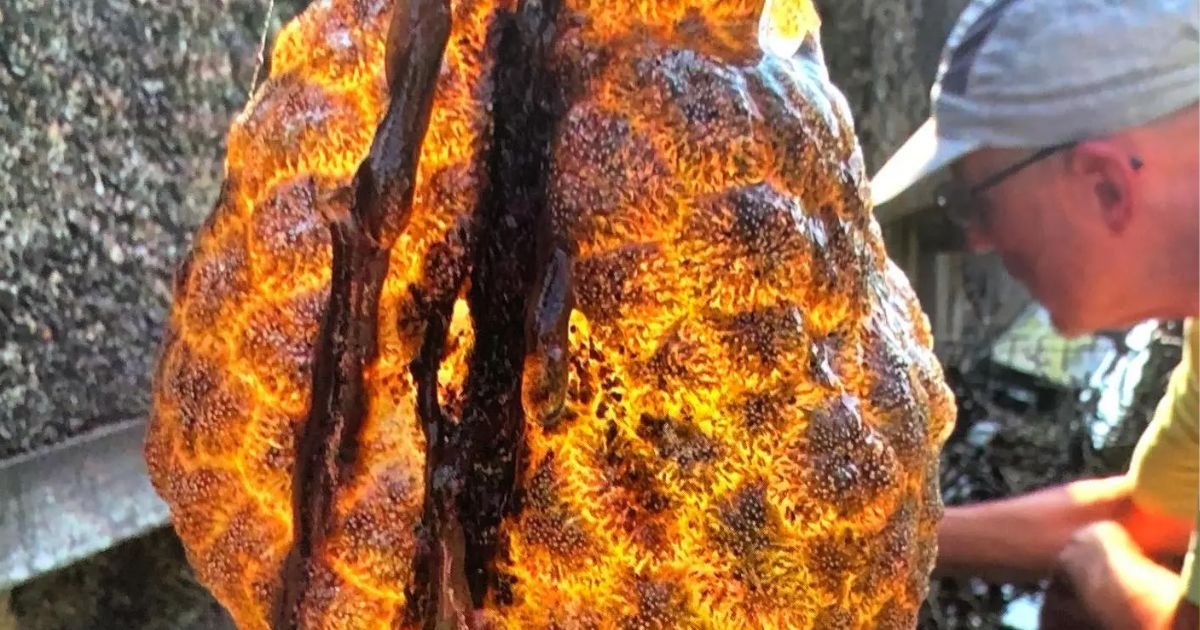 copy of articles thumbnail 1200 x 630 5 20.jpg?resize=1200,630 - Slimy, Orange ‘Alien Egg Pods’ Discovered in River — And They’re ‘Spreading Rapidly’