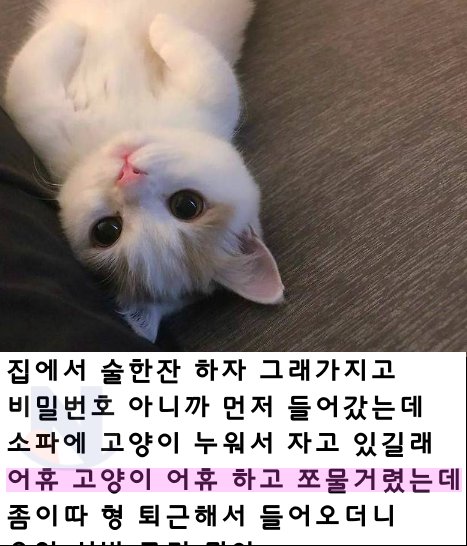 5 9.png?resize=1200,630 - 아는 형 집에 가서 냥이 조물딱거리다가.....