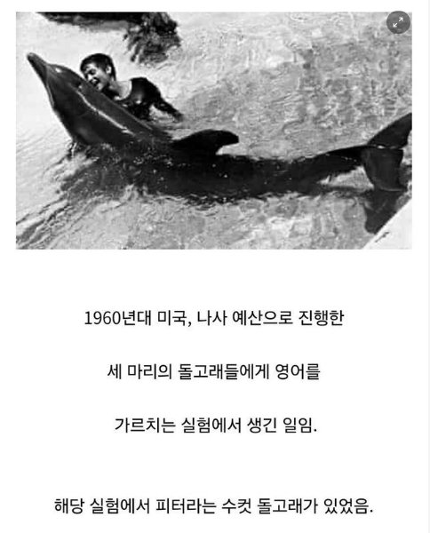 9 9.png?resize=412,232 - 인간을 사랑한 돌고래