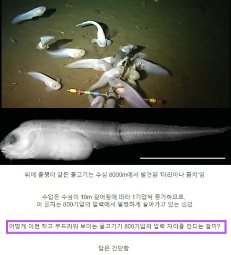 1 35.png?resize=412,232 - 심해어가 수압에도 살아남는 놀라운 이유 ㄷㄷㄷ