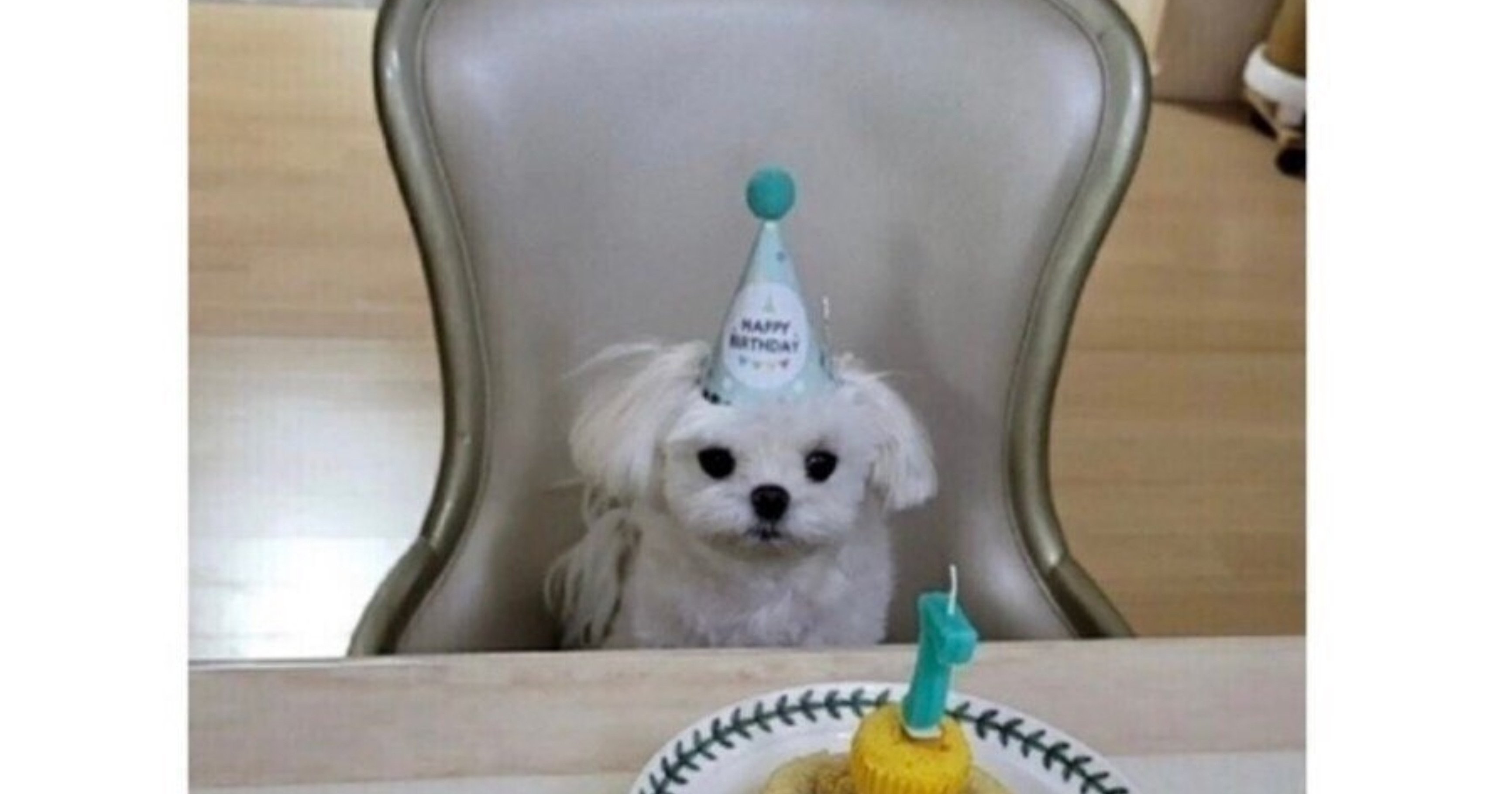 2f38e393 e499 447f b0a1 f2a72722a863.jpeg?resize=412,232 - 수의사 사적인 장점