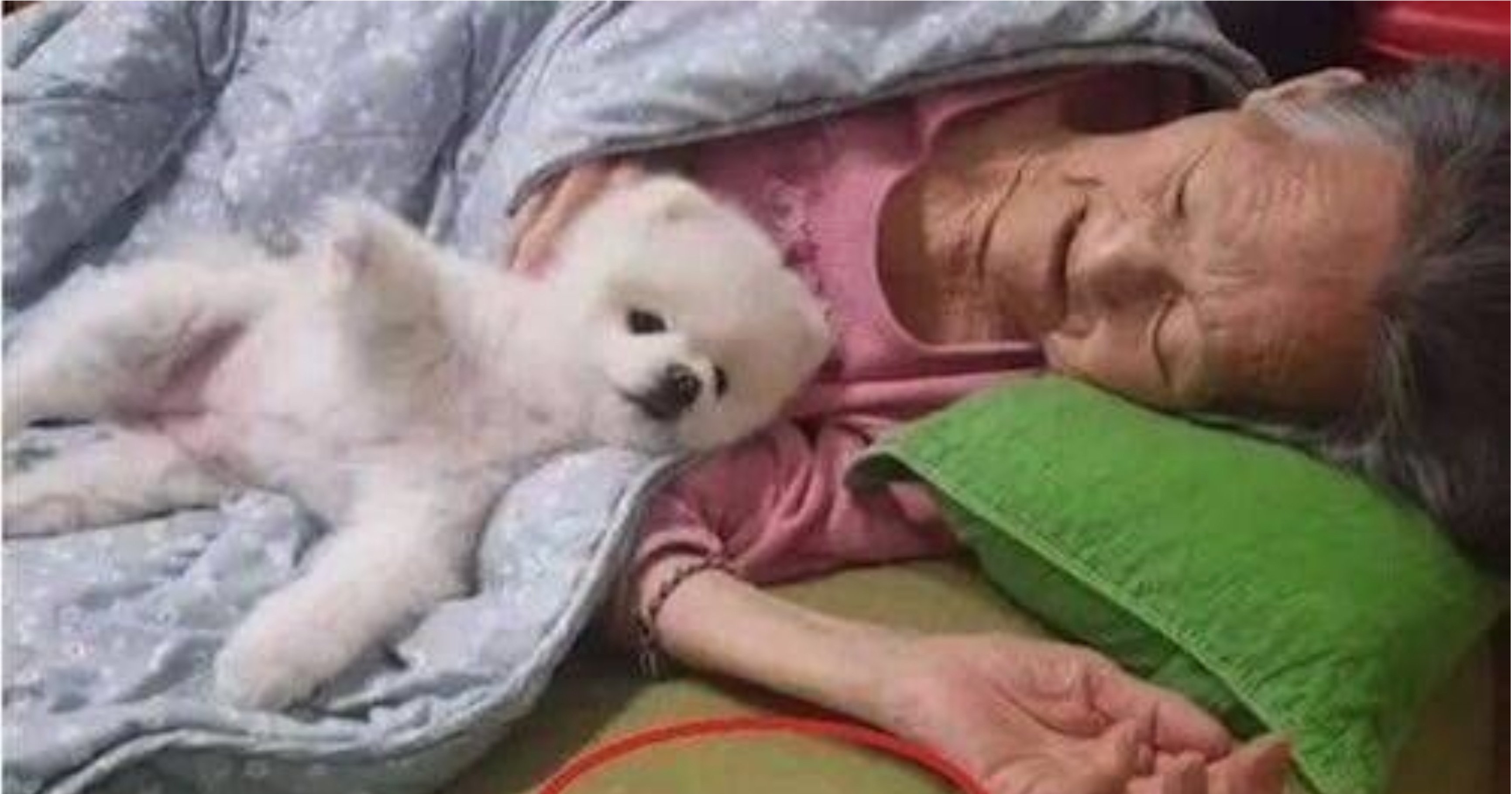 32b3d32d f51a 4823 948f 21e499ff273a.jpeg?resize=412,275 - 할머니 밥 안 드신다고 자기 사료 물고온 강아지