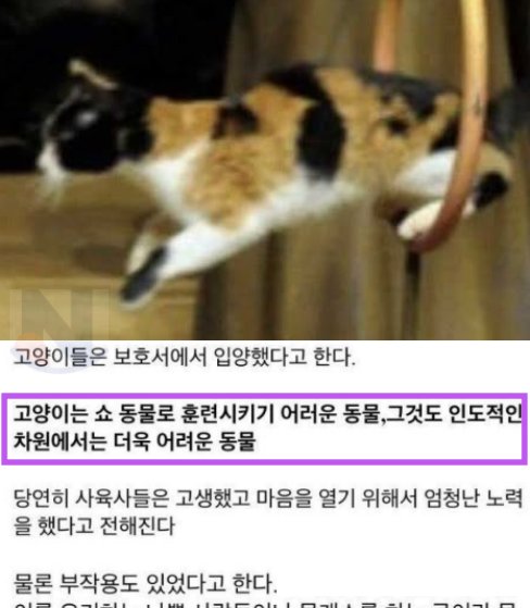 4 42.png?resize=412,232 - 많은 사람들이 모르고 있는 '에버랜드 캣쇼' 폐지 사건ㅎㄷㄷ