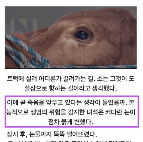 5 35.png?resize=412,232 - ㄷ살장 끌려가는 거라고 착각한 소의 최후 결말...jpg