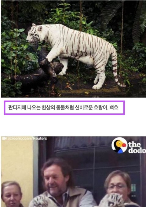 5 48.png?resize=412,232 - 백호가 아예 멸종되어야 하는 이유...jpg