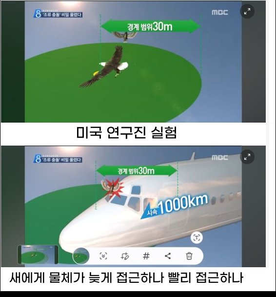 5 56.png?resize=1200,630 - 새가 비행기 못 피하는 이유