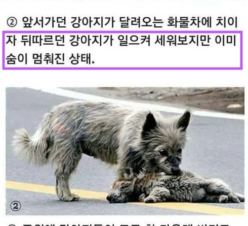 6 34.png?resize=412,232 - 떠돌아다니는 강아지들의 우정...jpg