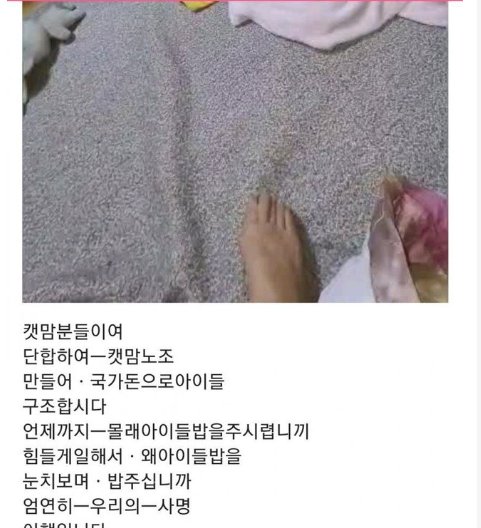 7 5.png?resize=1200,630 - 캣맘 : 우리도 노조만들어서 국가돈으로 캣맘질하자.