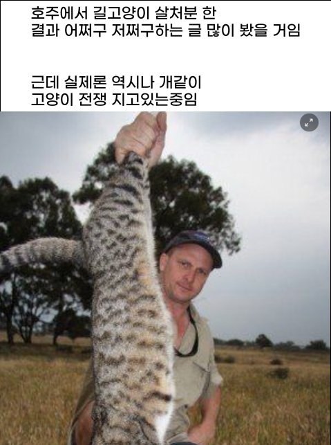 8 10.png?resize=412,232 - 호주에서 길고양이 기를쓰고 ㅈ이는 이유