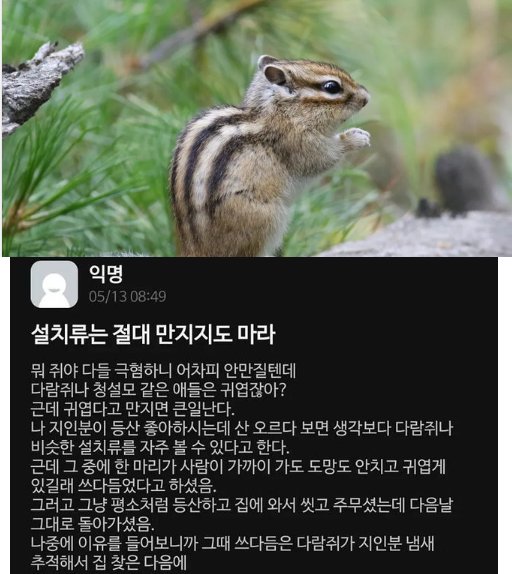 9 1.png?resize=412,232 - 설치류는 만지면 큰일난다