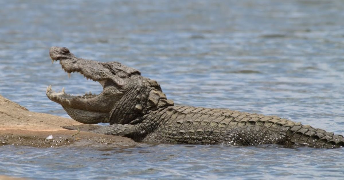 copy of articles thumbnail 1200 x 630 1 28.jpg?resize=1200,630 - Horrifying Moment Crocodile Emerges With Mother-of-Four In Its Jaws