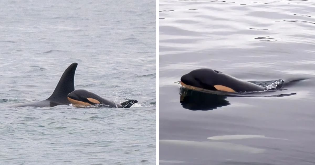 copy of articles thumbnail 1200 x 630 3 37.jpg?resize=412,232 - Killer Whale Mom Who Carried Dead Baby for 17 Days Across 1,000 Miles of Ocean Gives Birth to New Calf