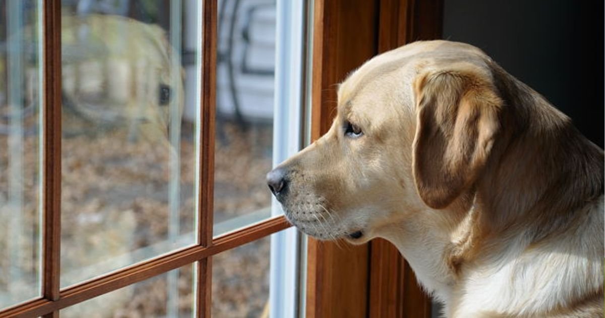 copy of articles thumbnail 1200 x 630 4 18.jpg?resize=1200,630 - Dog Who Loved Staring At Neighbor’s Cat Left Heartbroken After They Blocked His View