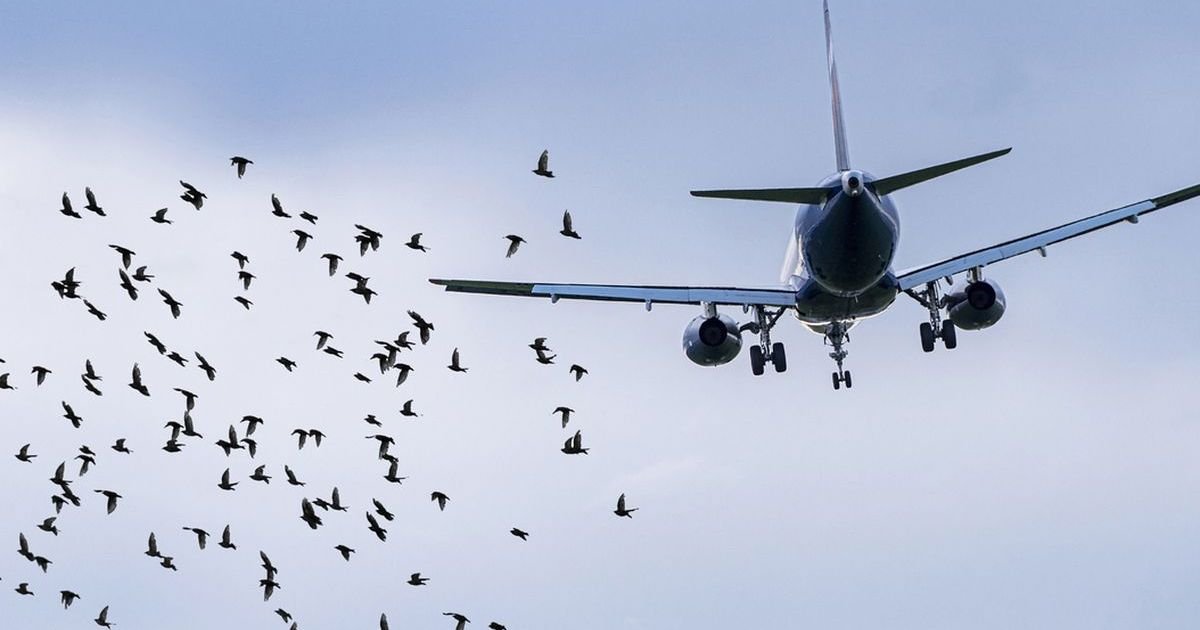 copy of articles thumbnail 1200 x 630 7 3.jpg?resize=1200,630 - 'We Thought We Would Not Get Out Alive!'- Passengers' Horror After Vulture CRASHES Into Plane Cockpit's Windshield Leaving Pilots Stunned