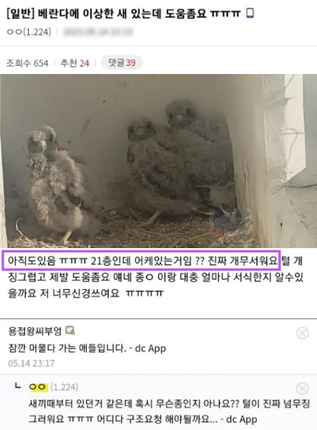 11 2.png?resize=412,275 - 베란다에 갑자기 나타난 새의 정체...ㄷㄷㄷ