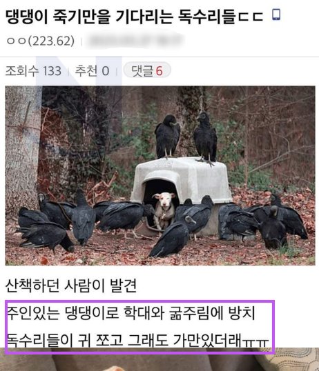 4 9.png?resize=412,275 - 주인에게 버림받고 '독수리 밥' 이 될 뻔한 강아지 근황ㄷㄷ