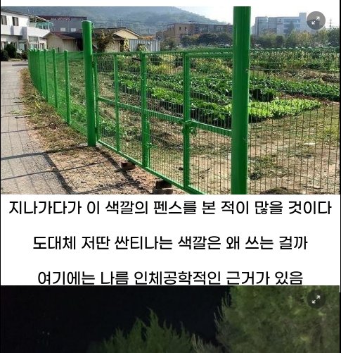 5 48.png?resize=412,275 - 연두색 펜스가 많은 이유