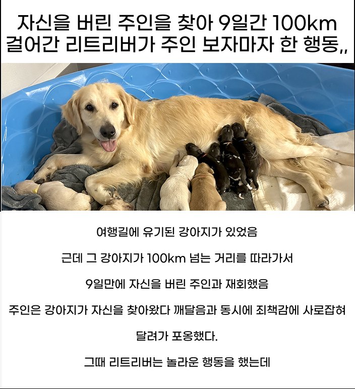 7 28.png?resize=1200,630 - 리트리버가 자신을 버린 주인 찿아 100km나 온 이유