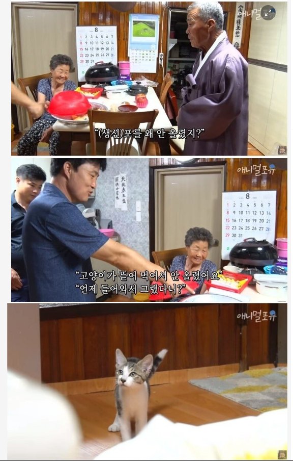 8 10.png?resize=412,232 - 치매에 걸린 아내와 고양이들의 우정
