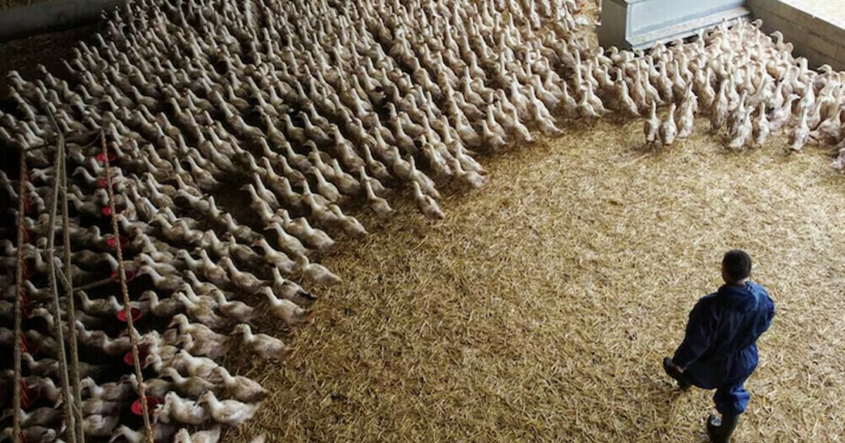 copy of articles thumbnail 1200 x 630 1 9.jpg?resize=412,232 - Japan On High Alert After Bird Flu Outbreak Strikes Farms As More Than 1.7 MILLION Chickens Culled