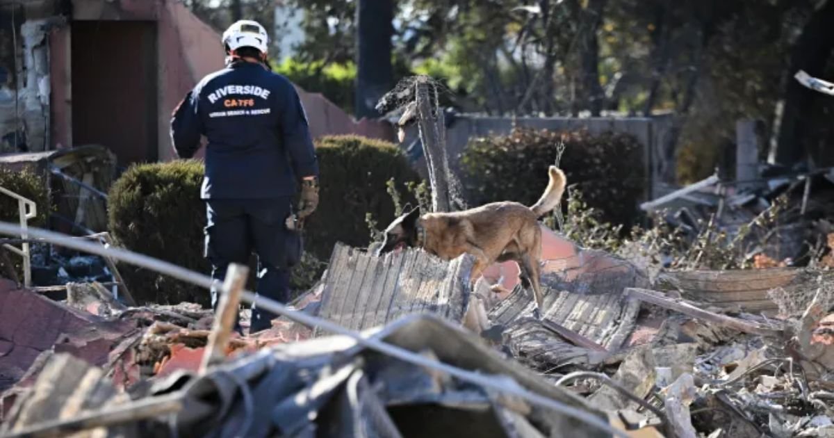 copy of articles thumbnail 1200 x 630 3 14.jpg?resize=412,275 - Grim Task of Sniffer Dogs Finding Bodies In Los Angeles Fires As Trump WARNS 'More Dead'