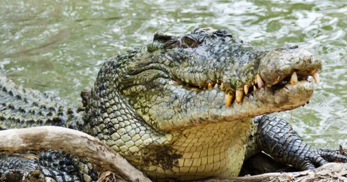 copy of articles thumbnail 1200 x 630 6 12.jpg?resize=412,275 - 5-Year-Old Girl Crushed To Death By Crocodile In Savage Attack While Bathing in Lake