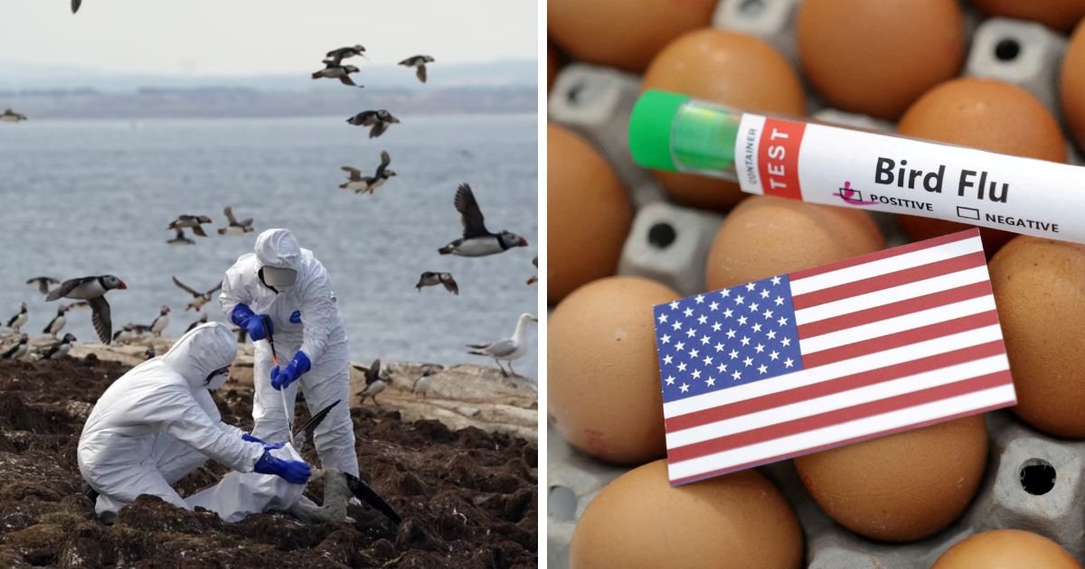 copy of articles thumbnail 1200 x 630 8 4.jpg?resize=412,232 - First Bird Flu Related Human Death in US Reported In Louisiana