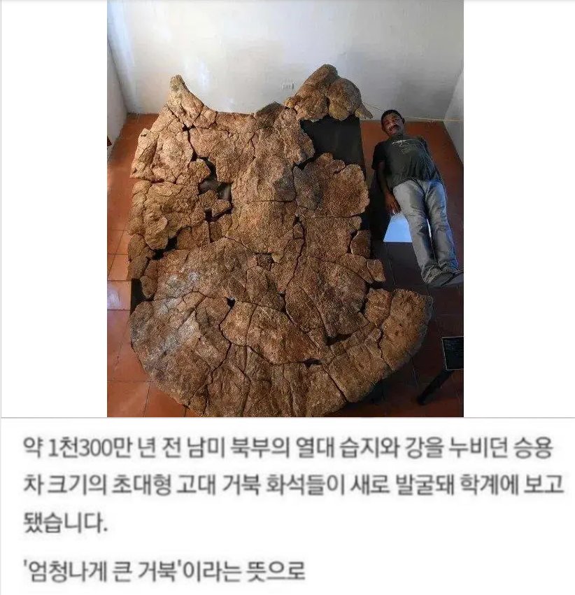 8 3.png?resize=412,275 - 1억 3천만년 전의 고대 거북