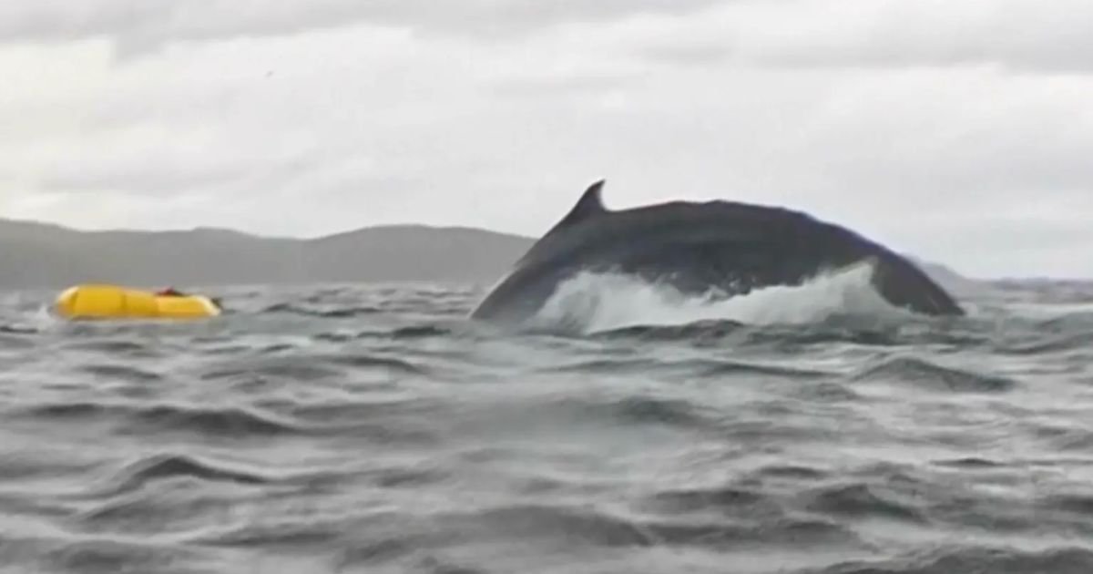 copy of articles thumbnail 1200 x 630 1 15.jpg?resize=412,232 - Kayaker Gets SWALLOWED by Humpback Whale Before He’s Spit Back Out In Thrilling Video