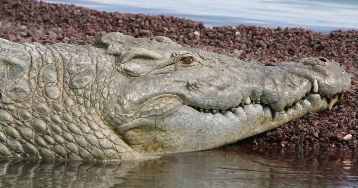 copy of articles thumbnail 1200 x 630 4 2.jpg?resize=412,275 - Horrifying Moment As Crocodile Emerges With 'Mother-of-Four' Inside Jaws