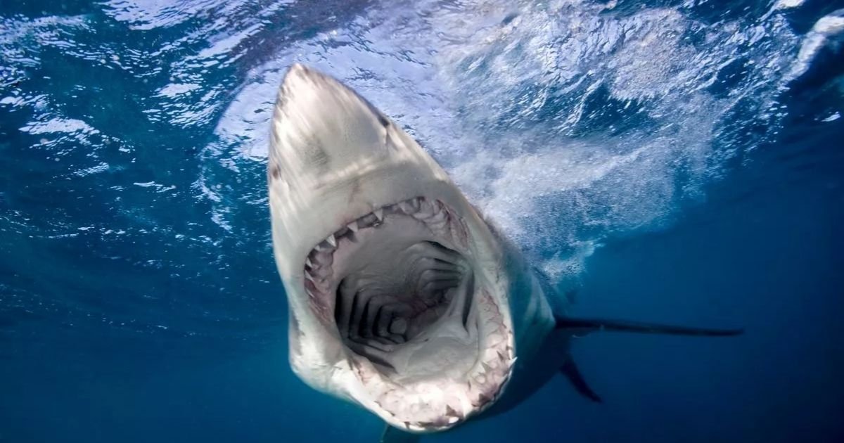 copy of articles thumbnail 1200 x 630 22 17.jpg?resize=1200,630 - Man's Shoulder 'Popped Out' As Shark Leaves Him RIPPED to Shreds at Top Holiday Hotspot