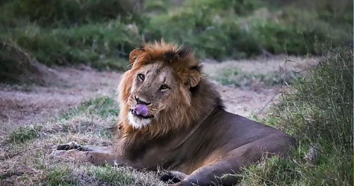 copy of articles thumbnail 1200 x 630 25 11.jpg?resize=412,232 - Horror As 14-Year-Old Girl KILLED By Lion After Beast SNATCHED Her From Residential Compound