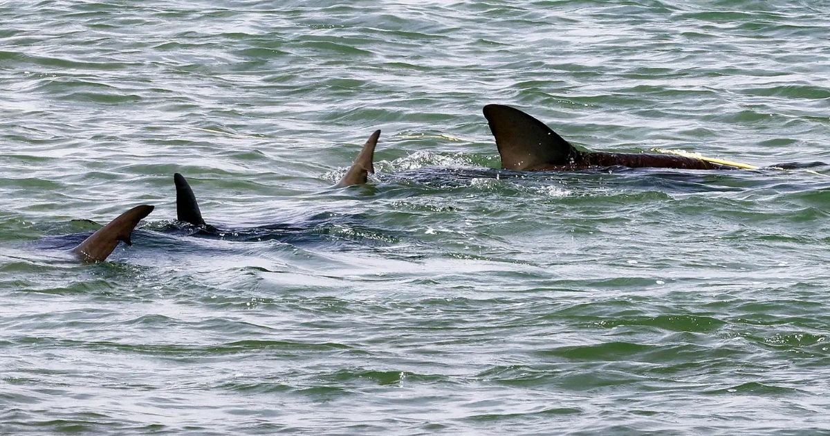copy of single image thumbnail 1200 x 630 10.jpg?fit=1024%2C538&ssl=1&strip=all - Diver KILLED by Sharks Was Dad of 4 Who Tried to Use GoPro Camera Stick to Beat Back Predators