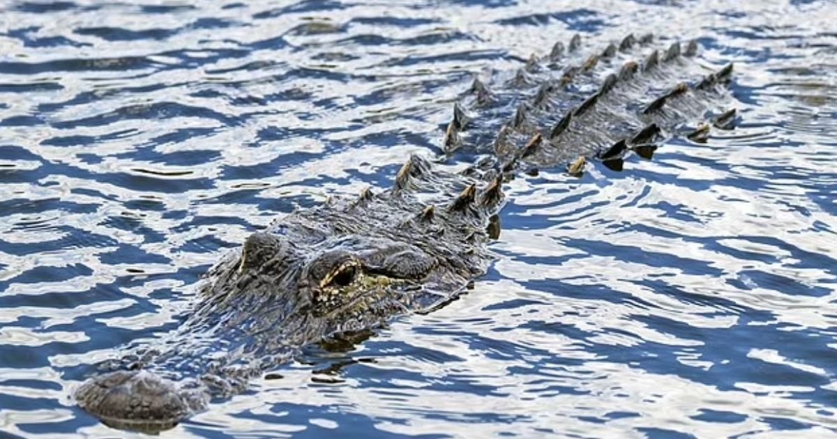 copy of articles thumbnail 1200 x 630 26 4.jpg?resize=412,232 - Woman Knocked Out Of Canoe Lands On Top of Alligator Who KILLED Her In Front of her Husband
