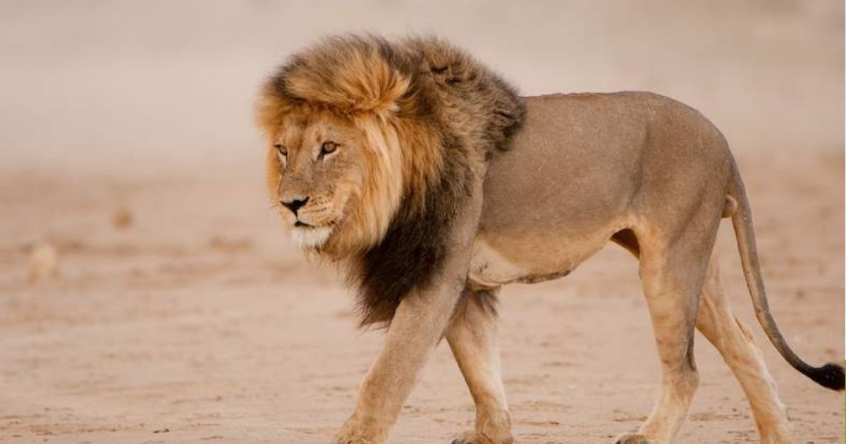 copy of articles thumbnail 1200 x 630 31 3.jpg?resize=412,232 - Man Mauled to Death and EATEN By Lion Just Days After Buying the Beast As A Pet