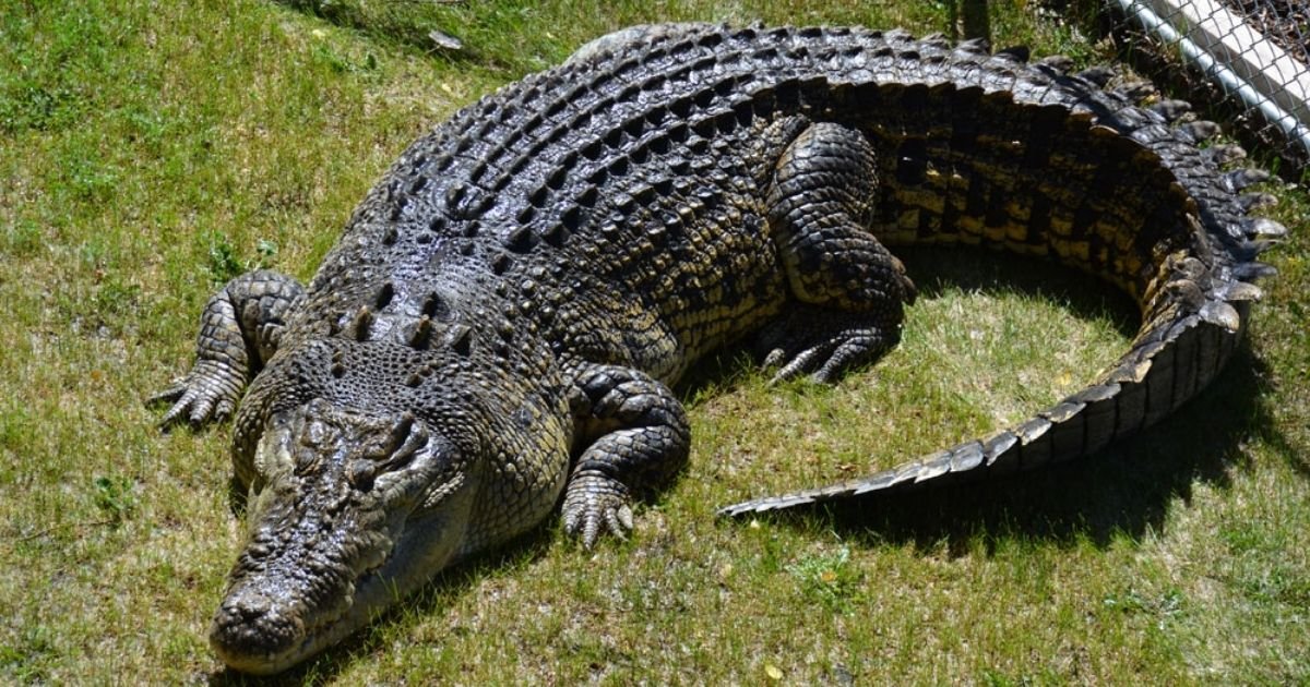 copy of articles thumbnail 1200 x 630 32.jpg?resize=412,232 - Tourist Fights for His Life After Being Bitten by Crocodile Moments After Jumping Into Enclosure to Take 'Selfies'
