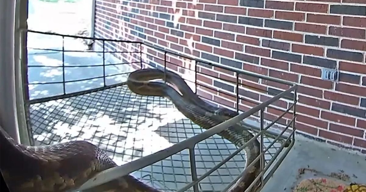 copy of articles thumbnail 1200 x 630 84 2.jpg?resize=412,232 - Texas Woman Finds Chilling Sight After 'Large' Creature Rings Her Doorbell Camera